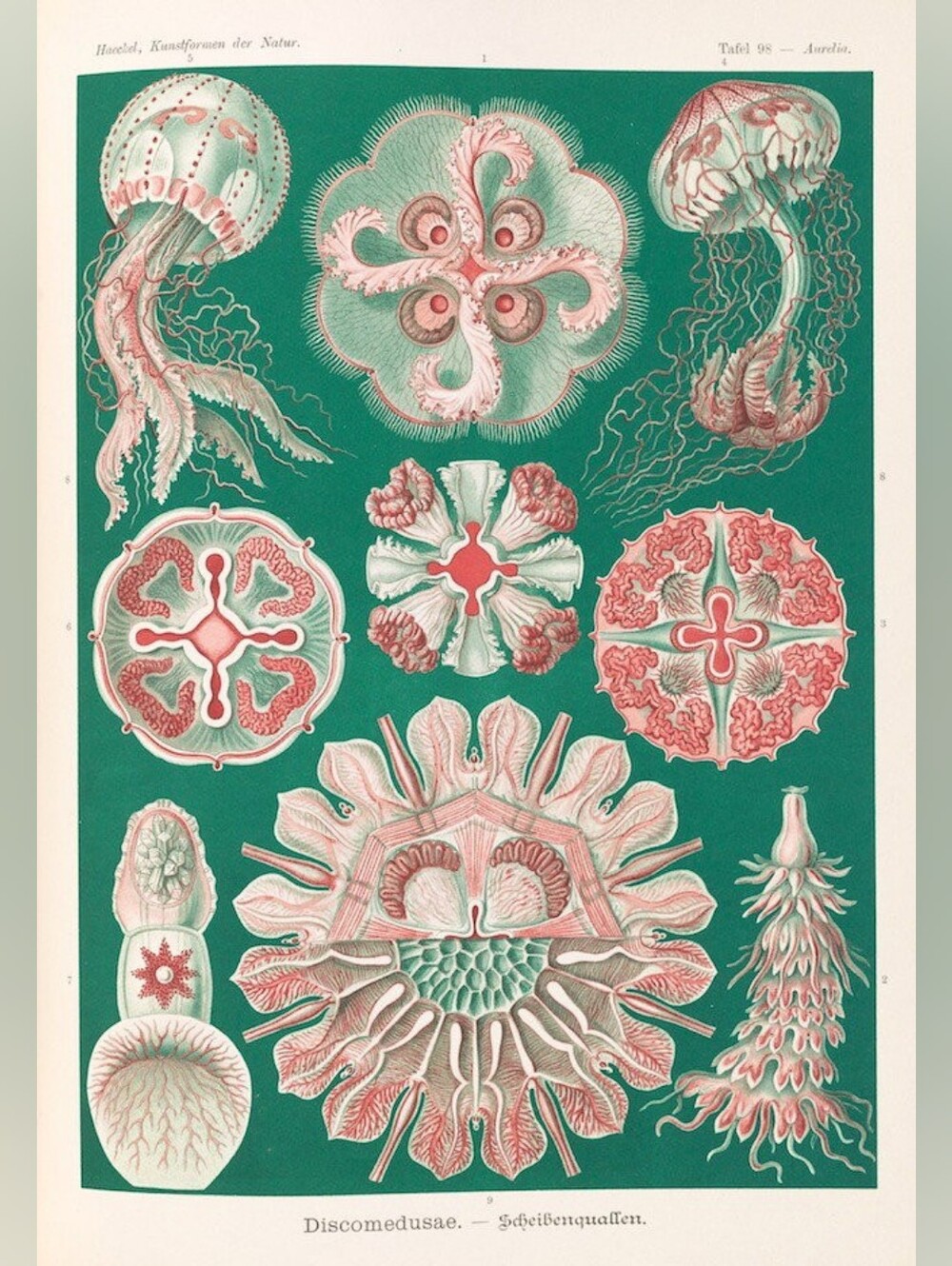 Vintage Marine Jellyfish Art Print in Teal and Coral